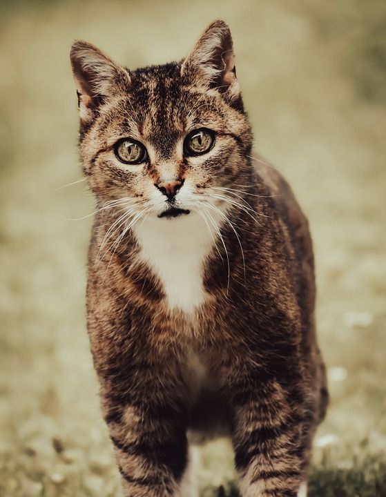 猫 哺乳动物 户外 猫科动物 宠物 动物 毛皮 胡须