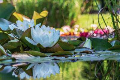 白睡莲 绽放 池塘 水生植物 鲜花 植物
