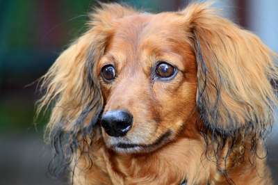 宠物 狗 腊肠犬 动物 犬类 相信 可爱的 国内的 小的 爱