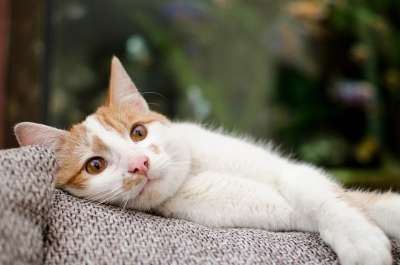 猫 小猫 家猫 动物 雄猫 坐着的猫 猫的眼睛 达乔维茨 放宽