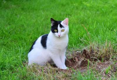 猫 年轻的猫 家猫 家畜 好奇的 动物 可爱的 警报 乐趣