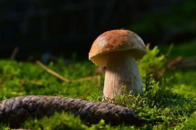 蘑菇 森林 苔藓 食物 食用