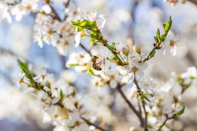 梅花 花朵 蜜蜂 昆虫 授粉 芽 白色的花 开花 枝杈 树