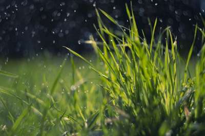 春天 草 雨 绿色 露 水滴 自然 原野 草地 植物 雨