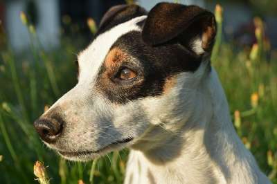 杰克罗素 狗 梗犬 动物 可爱 犬类 看
