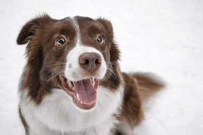边境牧羊犬 冬季 照片 狗 冬天 雪 动物 冷 手表 景观