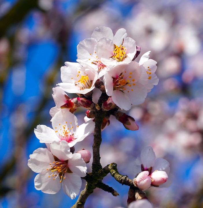 杏仁树 花朵 春天 杏仁花 盛开 开花 枝杈 树 植物 自然