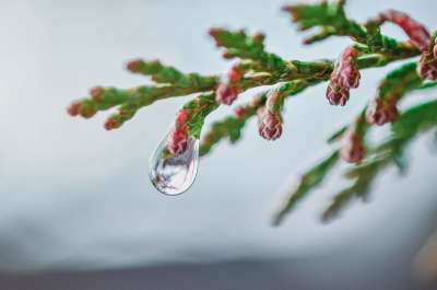 树 枝杈 雨滴 露 露珠 水滴 滴 湿的 植物 自然 特写