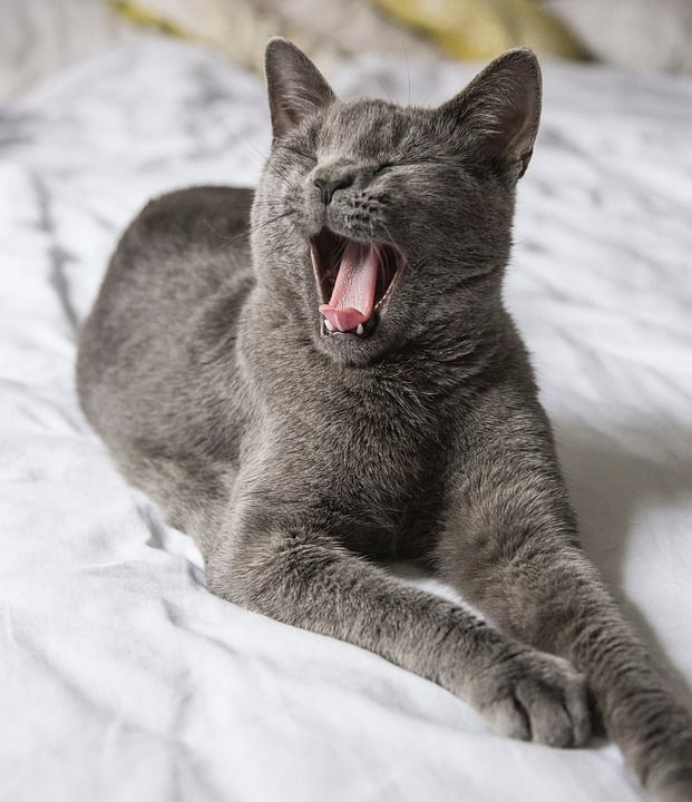 灰色的 动物 宠物 猫 床 睡觉