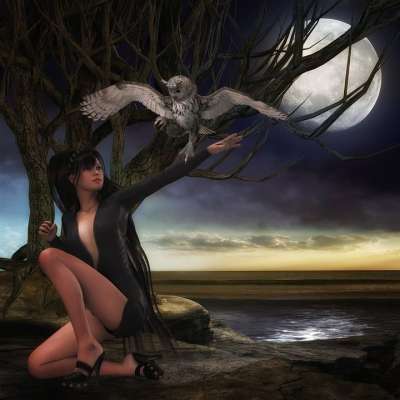 夜晚 女士 鸟 猫头鹰 景观 幻想 作曲 月亮