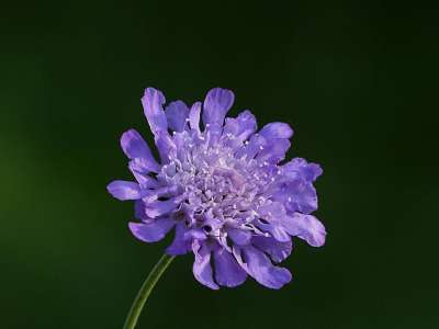 自然 植物 花 疥疮 Scabioasa营的骨灰堂 蓝色的 漂亮