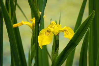 黄色虹膜 花 植物 百合 虹膜 黄花 沼泽虹膜 花瓣 盛开