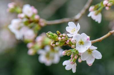 樱花 花朵 春天 芽 白色的花 盛开 开花 枝杈 树 植物