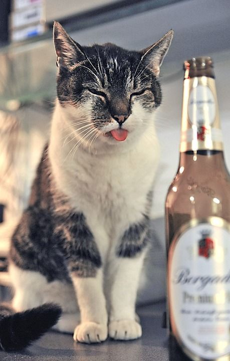 猫 宿醉 乐趣 动物 家猫 猫的舌头