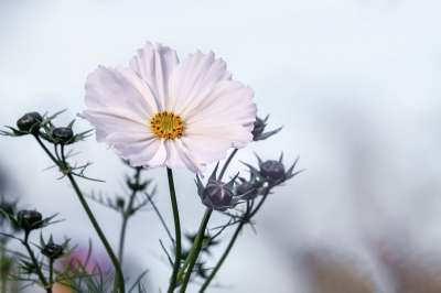 花 Cosmea 花瓣 绽放 花园花 春天 植物 植物群