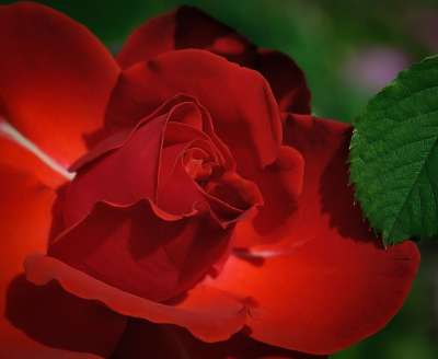 玫瑰 红色的 花 红玫瑰 花瓣 玫瑰花瓣 红色花瓣 红花 盛开