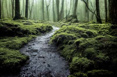 生成的Ai 幻想 树木 林 路径 绿色 性质