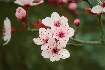 樱花 日本人 梅花 观赏樱桃 树 粉色的 春天 开花 科 盛开