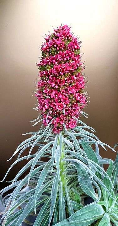 芝麻酱 植物 开花 特内里费岛 高原 泰德 阳台植物 品种