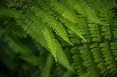 Kapradína 绿色 树叶 蕨菜 工厂 植物群 特写 植物学