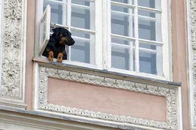 狗 宠物 动物 犬类 窗户 地面 正面 建造