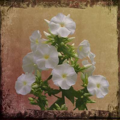绘画 照片绘画 艺术 艺术品 有创造力的 数字艺术 数码绘画 花