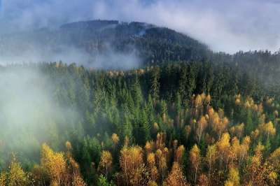 秋天 山 树木 针叶树 针叶 针叶林 林地 鸟瞰图 鸟瞰视图