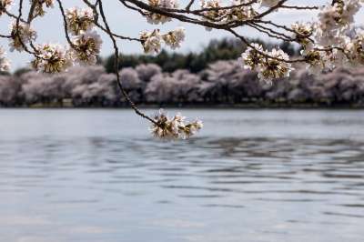 樱花 春天 水 樱桃树 花朵 粉红色的花朵 盛开 开花 枝杈