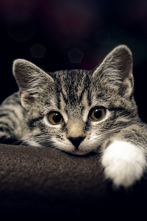 宿醉 小的 鲭鱼 小猫 家猫 家畜 可爱的 猫 猫宝宝 猫脸