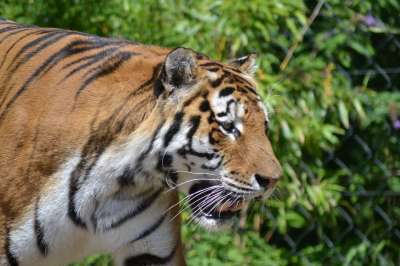 老虎 动物园 大猫 危险的 捕食者 关闭