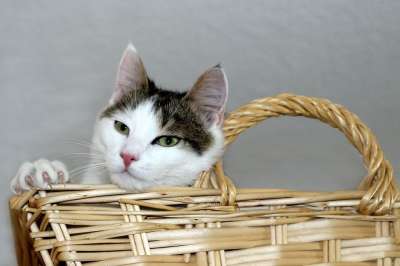 猫 家猫 篮子 说谎 家畜 动物 小猫 野生动物 猫眼 猫脸