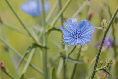 等一下 菊苣 开花 浅蓝 复合材料 雌蕊 花瓣 植物群 植物