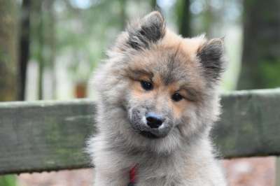 狗 犬类 宠物 动物 哺乳动物 毛皮 增加 Eurasier