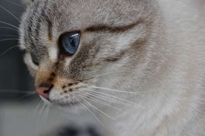 猫 猫咪 动物 可爱 胡子 眼睛 蓝色的