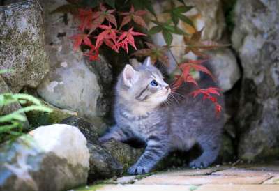 小猫 猫 宠物 动物医院 动物 可爱 曲奇 甜 眼睛 球员