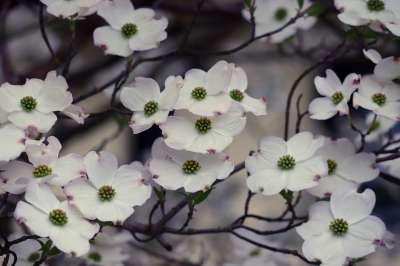萸 花朵 枝杈 白色的花 角 盛开 开花 衬套 观赏灌木