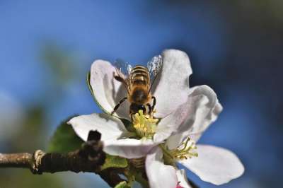 蜜蜂 昆虫 苹果花 开花 苹果树 苹果 苹果树花 分支 果树