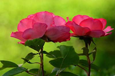 玫瑰 花 植物 花瓣 干 叶子 刺 爱 浪漫的 象征 花园