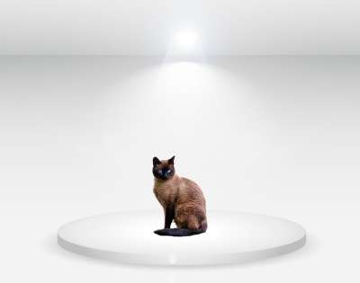 猫 工作室 白光 白色的 猫科动物 动物 驯化 图片