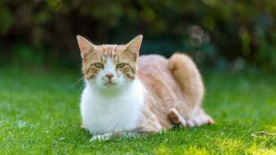 猫 红色的 家畜 家猫 鲭鱼 小猫 野生动物 动物 猫脸