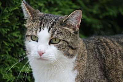 猫 家猫 家畜 绿色的眼睛 动物 猫眼 大花猫 看法 宿醉