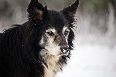 狗 冬天 雪 边境 牧羊犬 边境牧羊犬 纯种狗