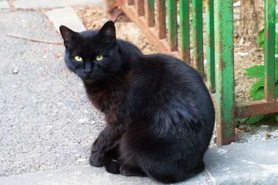 那只猫 动物 猫科动物 皮毛 黑色的 坐 沥青 人行道上 上