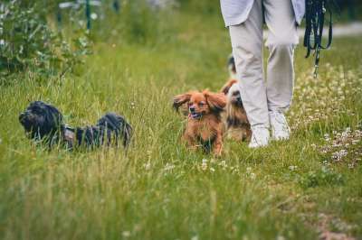 小狗 动物 户外 哺乳动物 出去散步 宠物 犬类