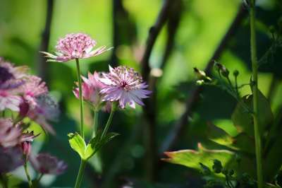 斯特诺尔德 Astrantia 开花 粉色的 草地 伞形科 野花