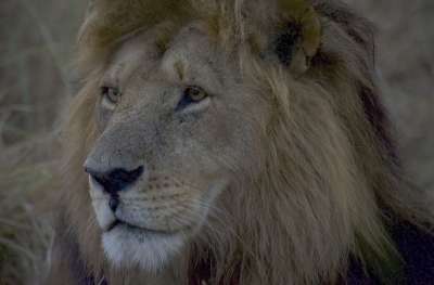 狮子 动物 野生动物 头 捕食者 猫科动物 鬃毛 国王 自然