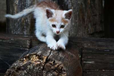 猫 Kitty猫 她有 可爱的 微小的