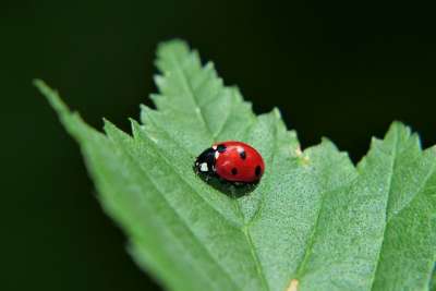 七点瓢虫 甲虫 昆虫 叶子 森林 动物 性质 外部 无脊椎动物