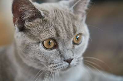 猫 头 关闭 可爱的 宿醉 小的 婴儿 年轻 动物 家畜