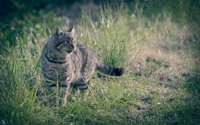 猫咪 动物医院 哺乳动物 老虎 猫 动物 小猫 自然 Puma